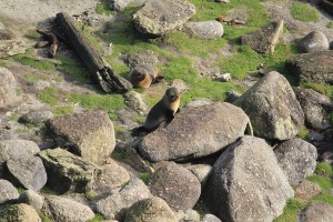 Paparoa NP - Gletscher-018